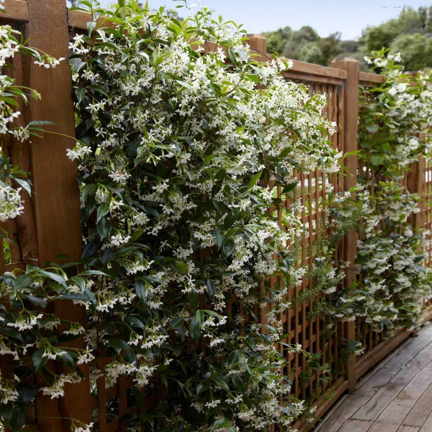 『Sweet soft Jasmine』 #ジャスミン Amazon.com : 100+ Climbing Jasmine Flower Seeds for Planting